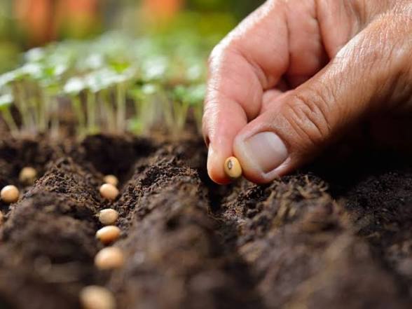 بذر در حال کاشت توسط یک کشاورز